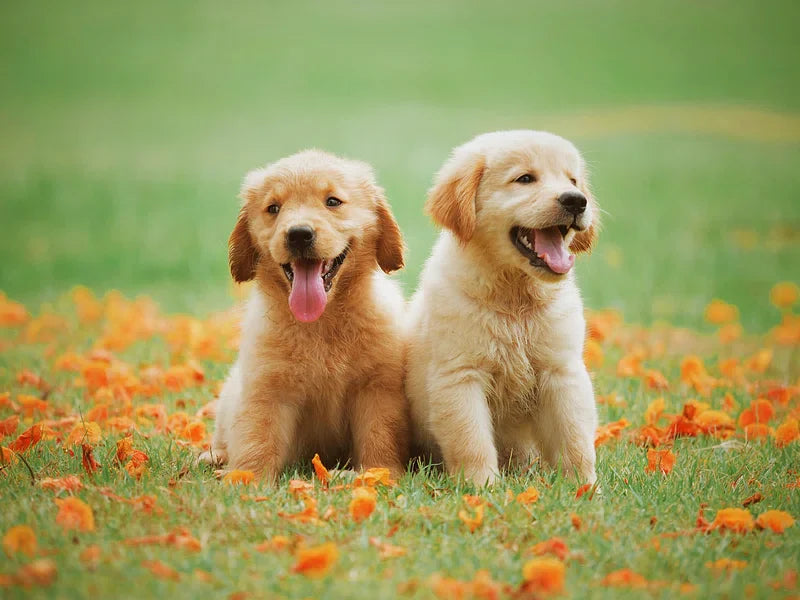 DOGS