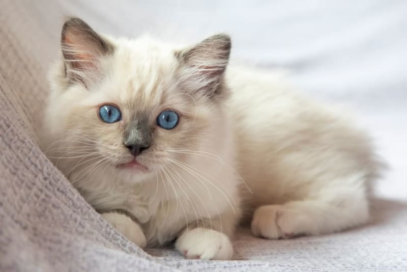 CATS